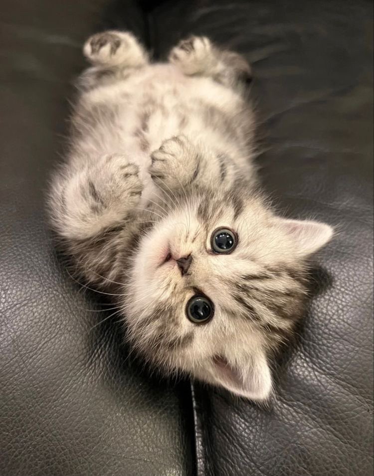Taetaegoo_soshi's tweet photo. เธรดน้องเนยเป็นยู้กแมวเหมียว 🐈🤏🏻 https://t.co/ypjmoSFc88