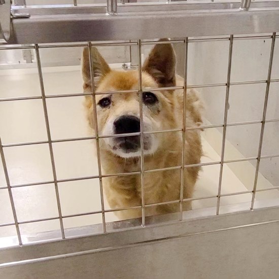 PeaceWankoJapan's tweet photo. 🐕本日8/8も行き場のないワンコを助け出しました。怖がりな野犬、捨て犬、老犬、疾病をもつ犬、くくり罠による大きな外傷がある犬、障害を持つ犬。「保護犬の選択」と「終生飼養」。この2点で殺処分問題は簡単に解決出来ます。生きたいと願うワンコたちの思いが、たくさんの方々に届きますように。（ピースワンコ・ジャパン プロジェクトリーダー 安倍誠）  
https://t.co/fKm4FlDV4a
#ピースワンコ #保護犬