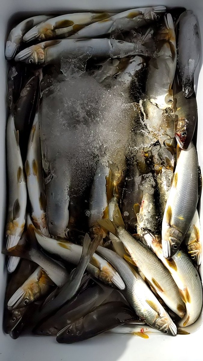 神ってた～
#神通川