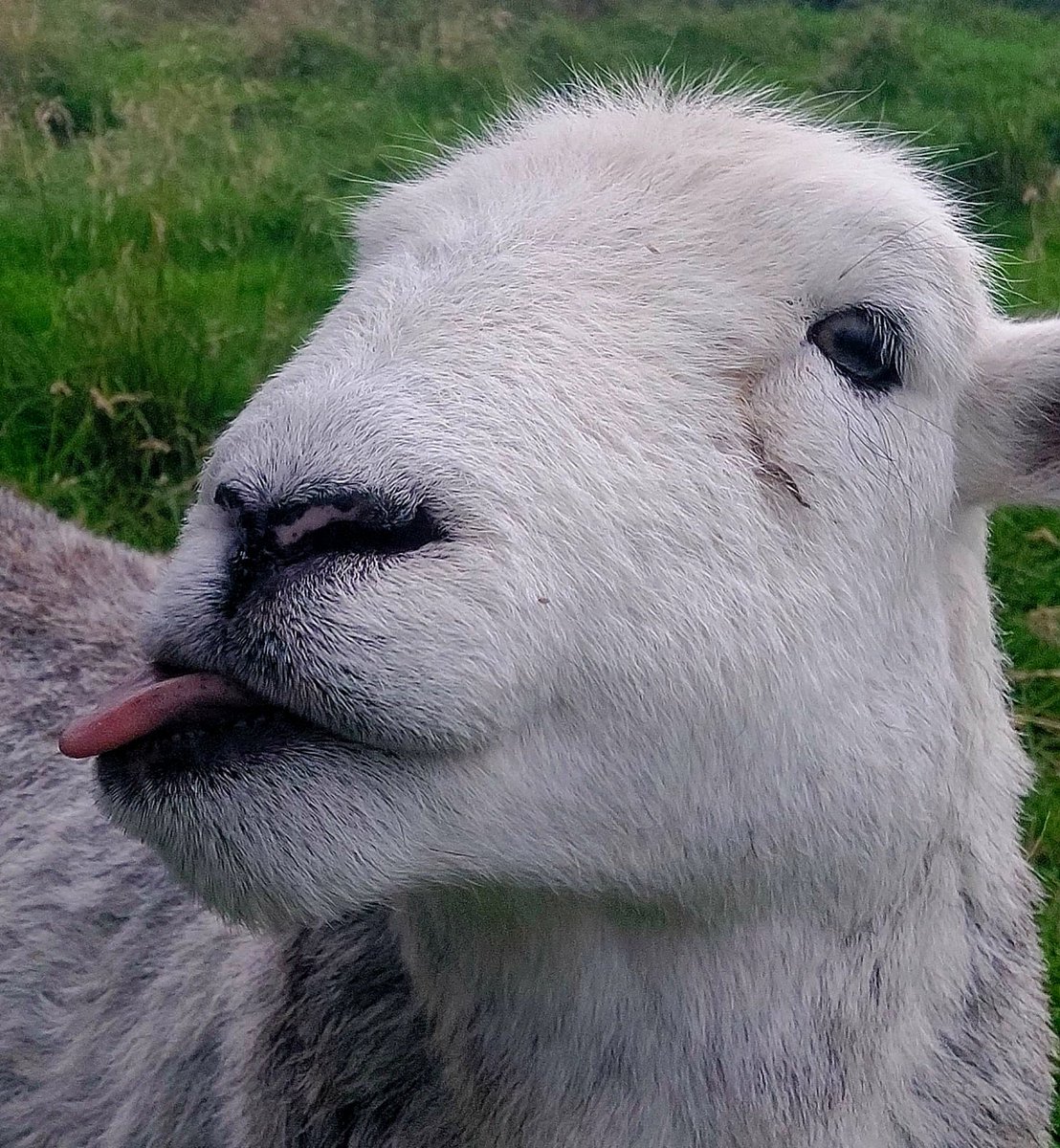 highfieldsherdy's tweet photo. Its been a while, Mabel being back to her cheeky self π§‘
#Herdwick #herdy #tongueouttuesday #cheeky https://t.co/a6wsDWD1zx
