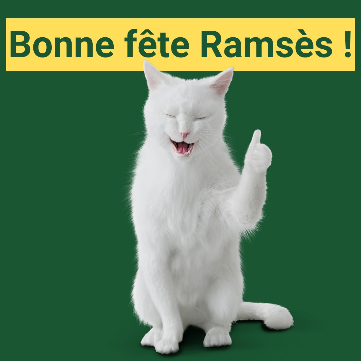 #JournéeMondialeDuChat 😻 On aurait pu faire des jeux de mots pas terribles mais on s'est dit qu'on était au-dessus de "chat" ! 🤓 Et puis comme on est sympas chez 1001pneus, on souhaite simplement une bonne fête à Ramsès ! Coucou <a href="/feuvert_fr/">Feu Vert</a> ! 👋