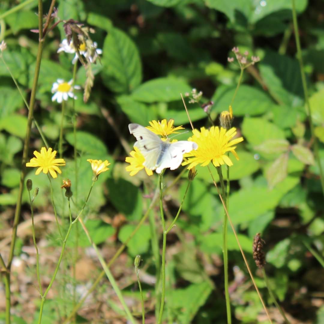 protectmoylisha's tweet photo. Yesterday morning was bright and sunny here in Moylisha, so we ventured out for a walk in the woods. What a sight to behold!!! The place was alive with butterflies. #Ifa #visitwicklow #wicklowuplands #pureproj  #wildcarlow #wildwicklow #wicklowway #MaryReynolds https://t.co/kNyX8aT6B1