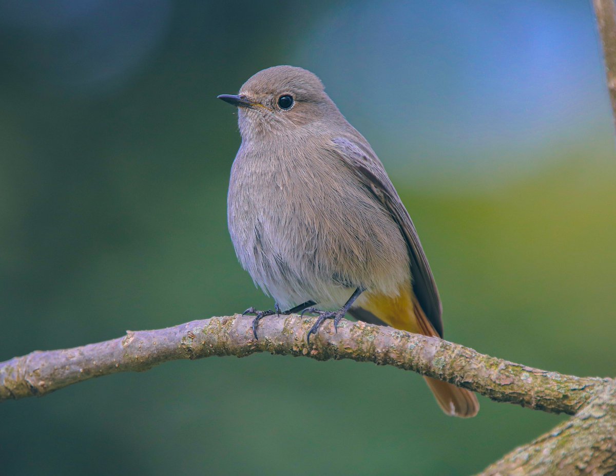 Good morning from me and this beauty hope you all have a wonderful day