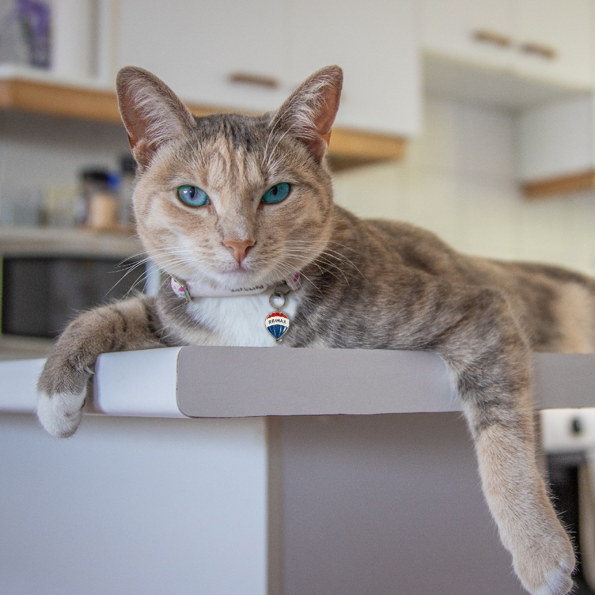 REMAX SA tweet media