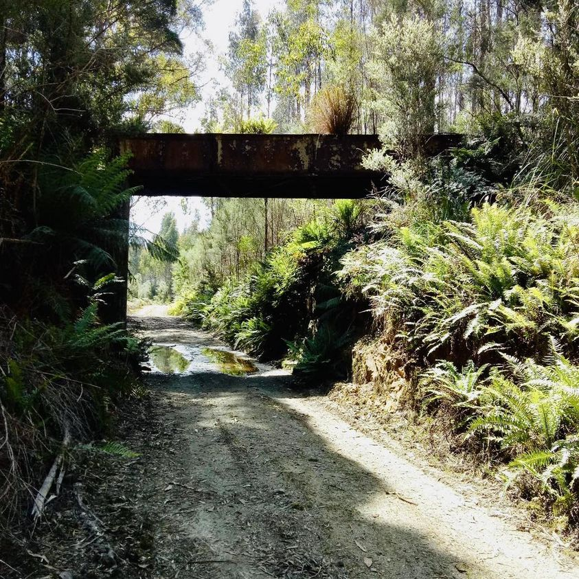 The Emu Bay Rail and Dundas Tramway crossing on the Melba Flats to Zeehan Rail Trail (West Tasmania) 📷