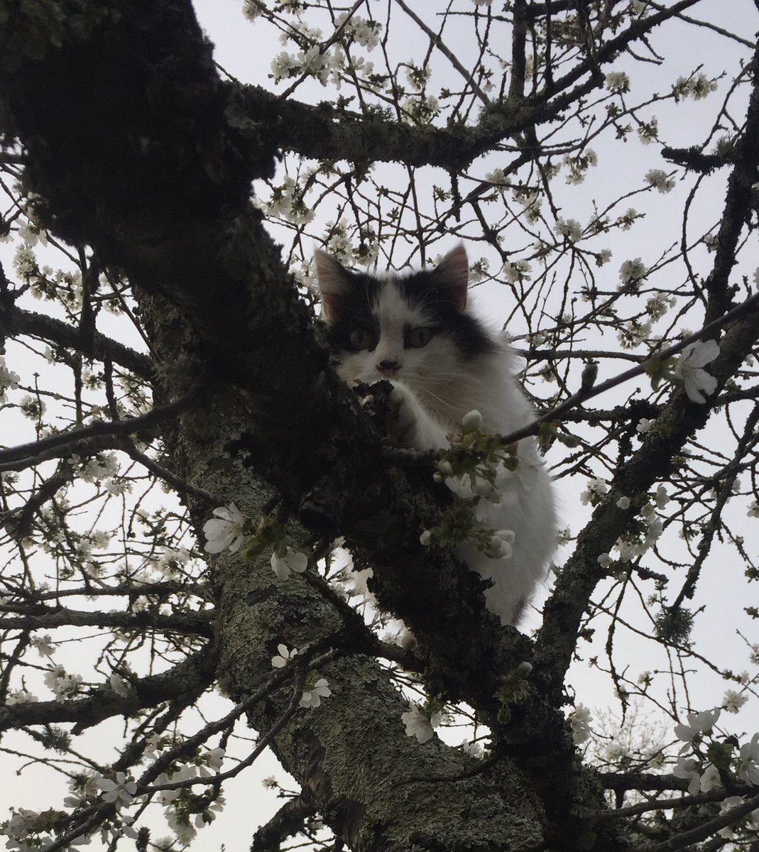 #InternationalCatDay here’s my lovely Alfie.