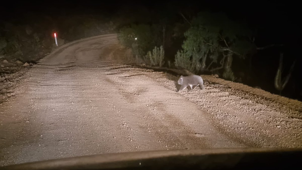 NatureMapr's tweet photo. Canberra Nature Map significant sighting (Koalas are not commonly reported in CNM, last sighting in this location was 18 years ago): Koala or Phascolarctos cinereus at Tinderry, NSW from samreid007: https://t.co/QfjkXuzhc8 #NatureMapr #CitizenScience @CitSciOZ https://t.co/2WJczOYqoW