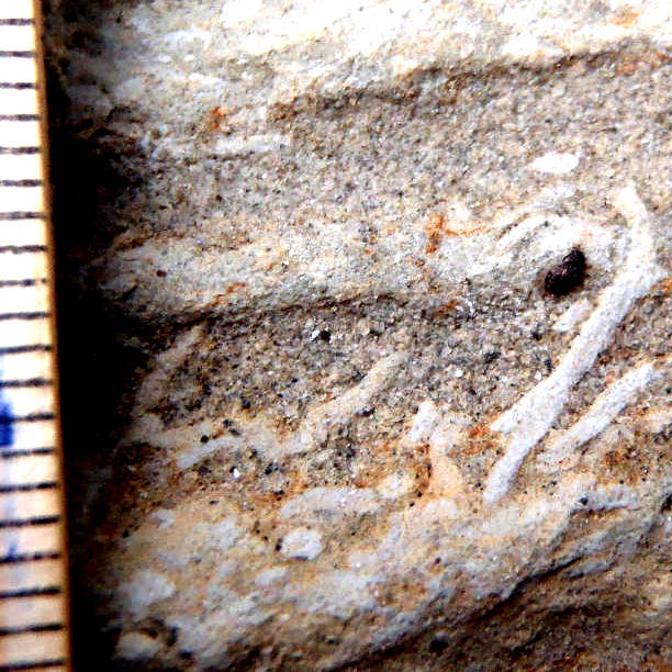ABaucon's tweet photo. Chondrites and Skolithos are common in the highstand systems tract of the Ventimiglia Gilbert-delta system. This is a highlight of "#Life in a #Gilbert-type #delta system" https://t.co/BmtbOxynyl https://t.co/TLd0DEXbB7
