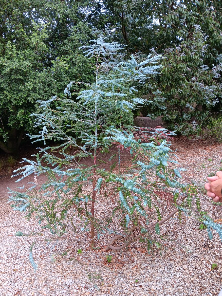 #eucalyptus pulverulenta, one of ours, very happy living at #rhshydehall gardens