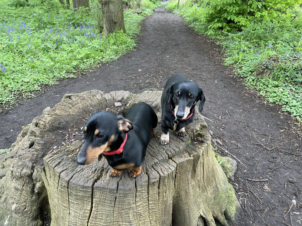 BernieWood11's tweet photo. @CherryMorrello Bertie and Biggles on a favourite walk 🐾 https://t.co/41qqKVuxPA