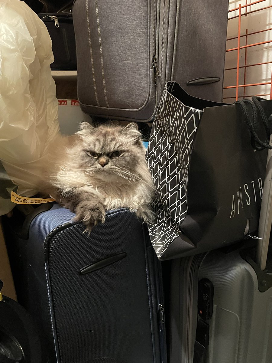 HelmutOberkampf's tweet photo. Happy #InternationalCatDay 😻 https://t.co/A3IX00gXhy