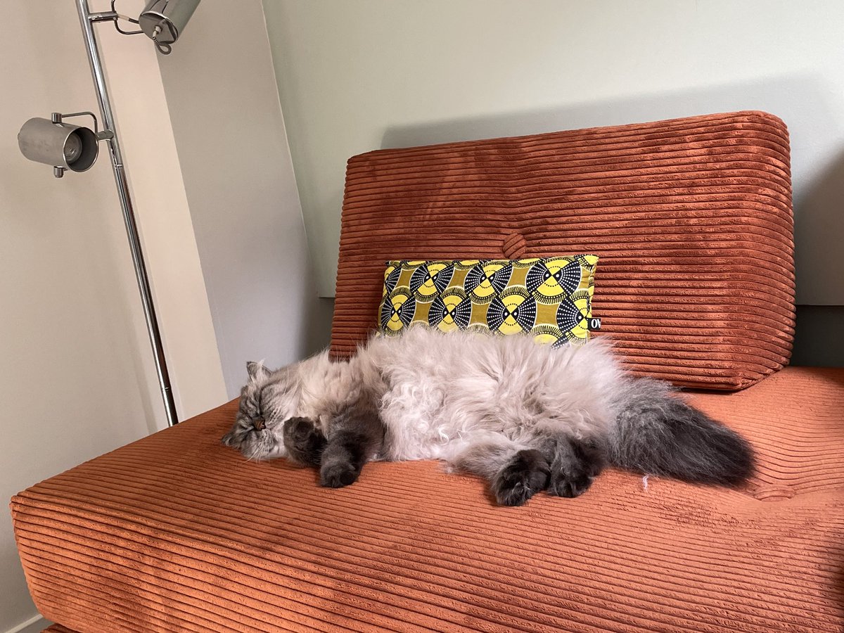HelmutOberkampf's tweet photo. Happy #InternationalCatDay 😻 https://t.co/A3IX00gXhy