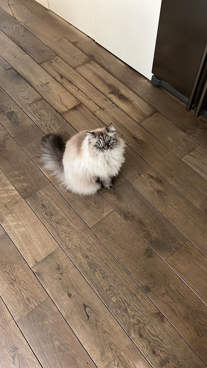 HelmutOberkampf's tweet photo. Happy #InternationalCatDay 😻 https://t.co/A3IX00gXhy