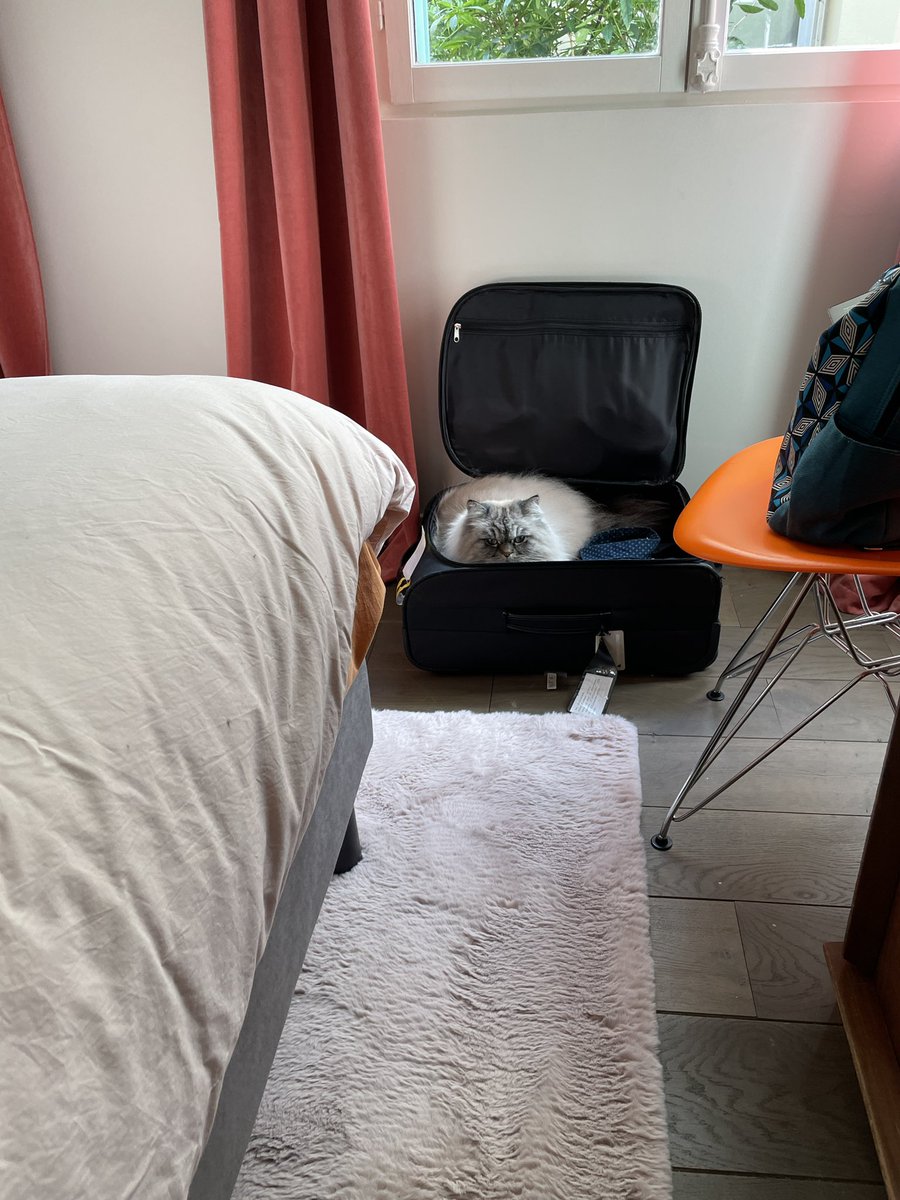 HelmutOberkampf's tweet photo. Happy #InternationalCatDay 😻 https://t.co/A3IX00gXhy