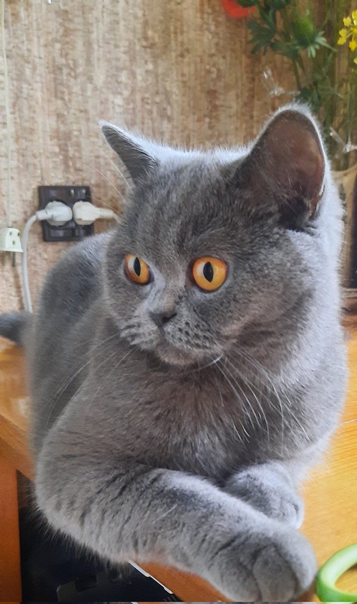 "Starptautiskā kaķu diena? Es nezinu, kas tas ir, bet man tāpat patīk būt uzmanības centrā."
Murrrrr visiem sugas brāļiem un māsām no Mias! 🐱🐾