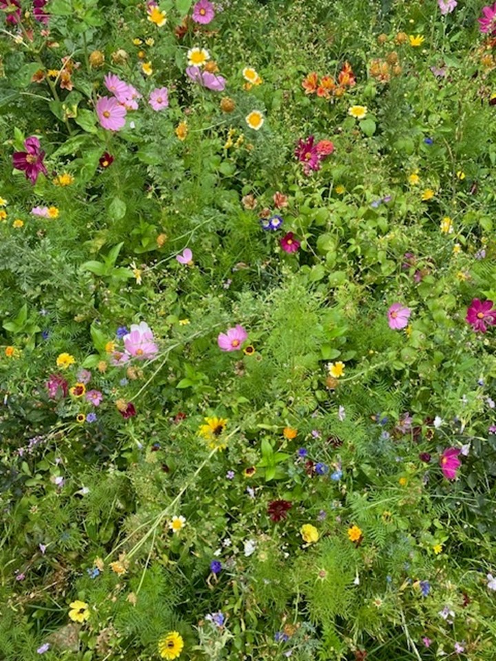 Summer flowers from #oakhillnyon - what's not to like?

Hope everyone is enjoying some time away from work & routines in the great #outdoors with #family & #Friends 

#relaxation #Mindfulness #havingabreak #freshair #goingforawalk #thinkingtime