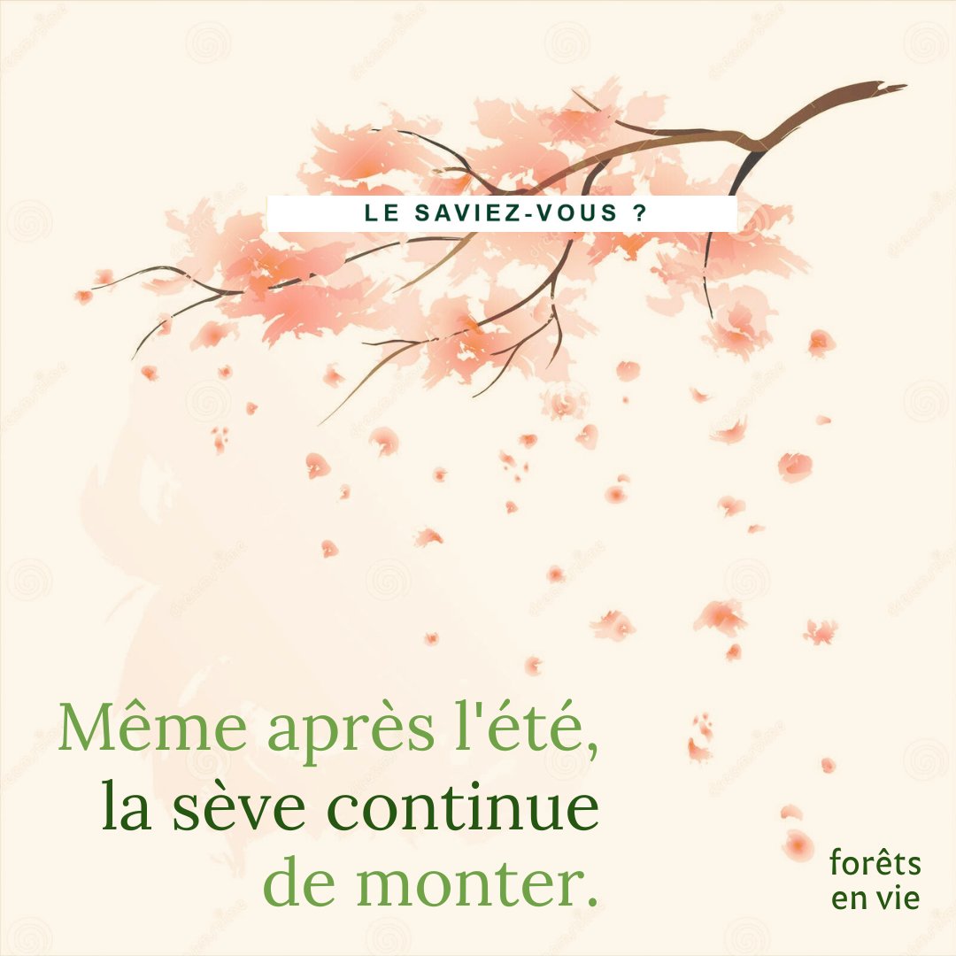ForetsEnVie's tweet photo. De nombreux arbres, en particulier les fruitiers et la vigne 🍇, connaissent un regain de croissance à la fin de l'été. 🍂 
La sève "d'août" entraîne ainsi élargissement des rameaux et parfois même une floraison tardive !💐
L'élagage attendra! 
#forêtsenvie #sève #saisons #nature https://t.co/aLrb6JAdRz