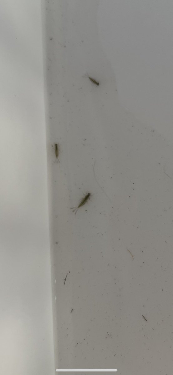 C5Toshi59's tweet photo. すみません
この生物はなんでしょうか？
ヤゴですかね？ https://t.co/no2EK89XkG
