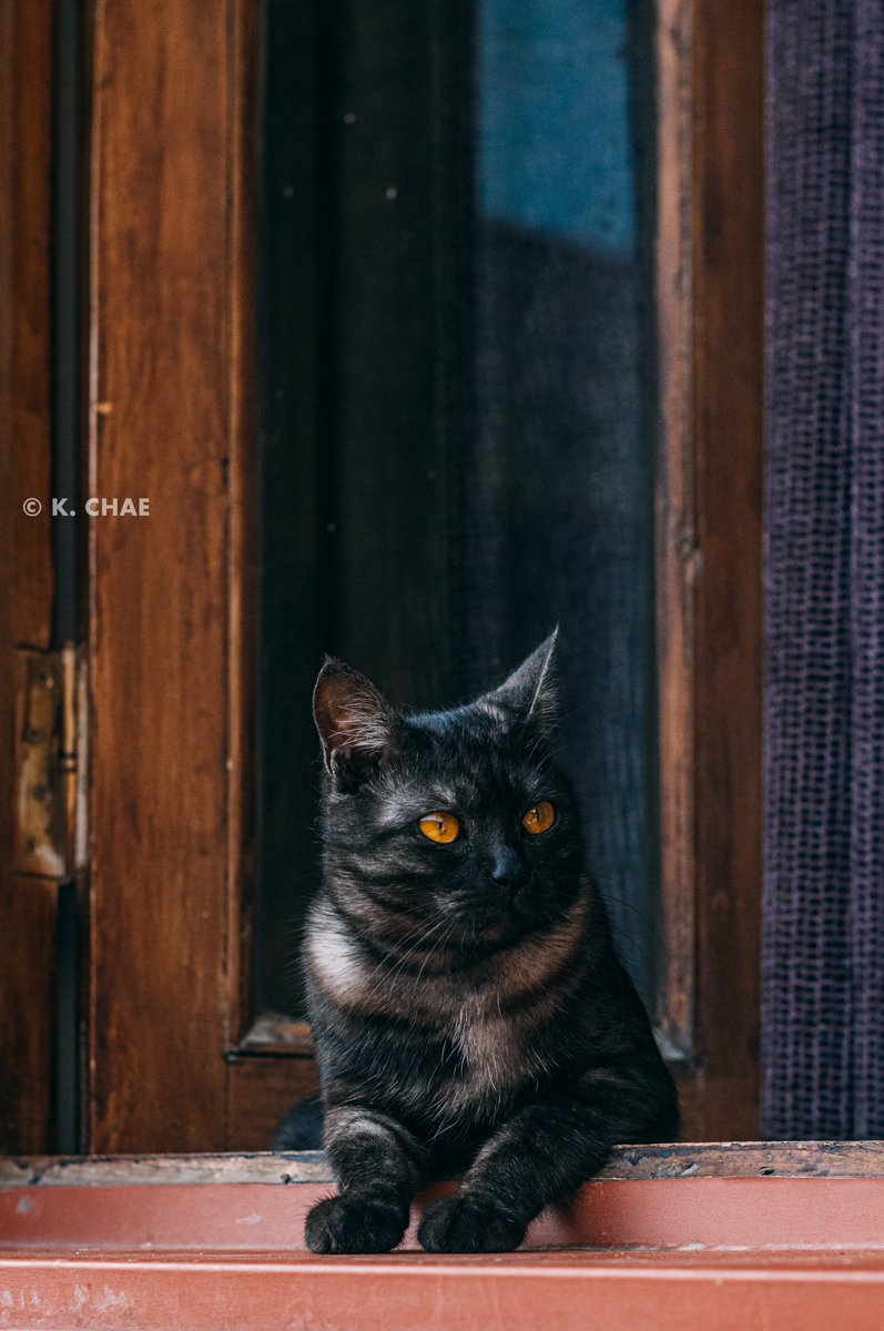 세계 고양이의 날이라기에 이번 여정에서 만난 길고양이들의 사진을 나누어 봅니다.