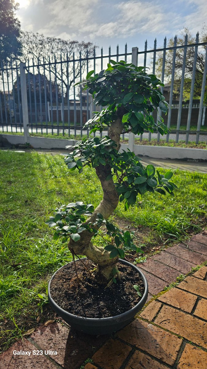 Mister Flak tweet media