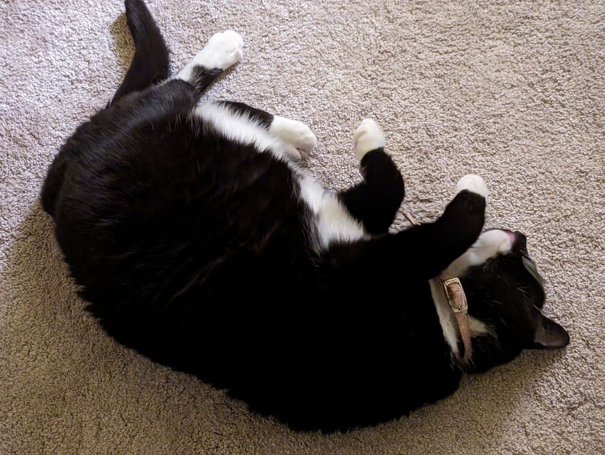 FemShep79's tweet photo. Happy #InternationalCatDay 🐈 🐈‍⬛ https://t.co/Swc3PLRSkS
