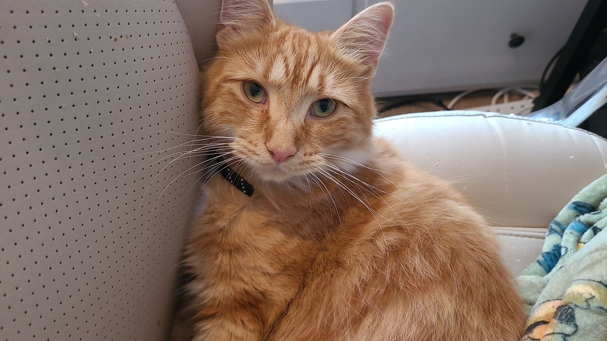 Happy #InternationalCatDay 🐈 🐈‍⬛