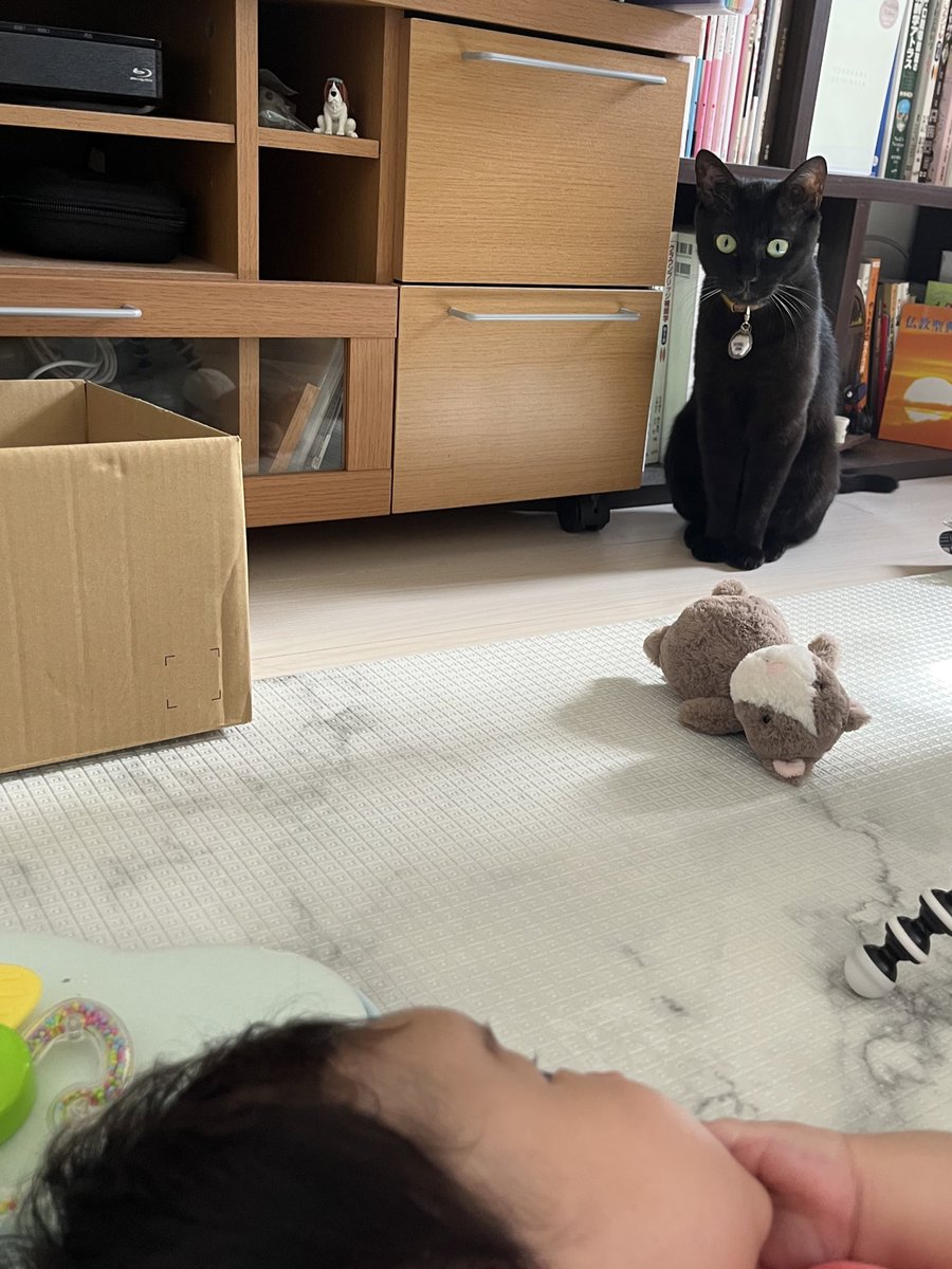 #世界ねこの日 🐱！！
寝返りを打つ娘を心配して見に来たすみ様。世界中のねこ様が幸せでありますように。