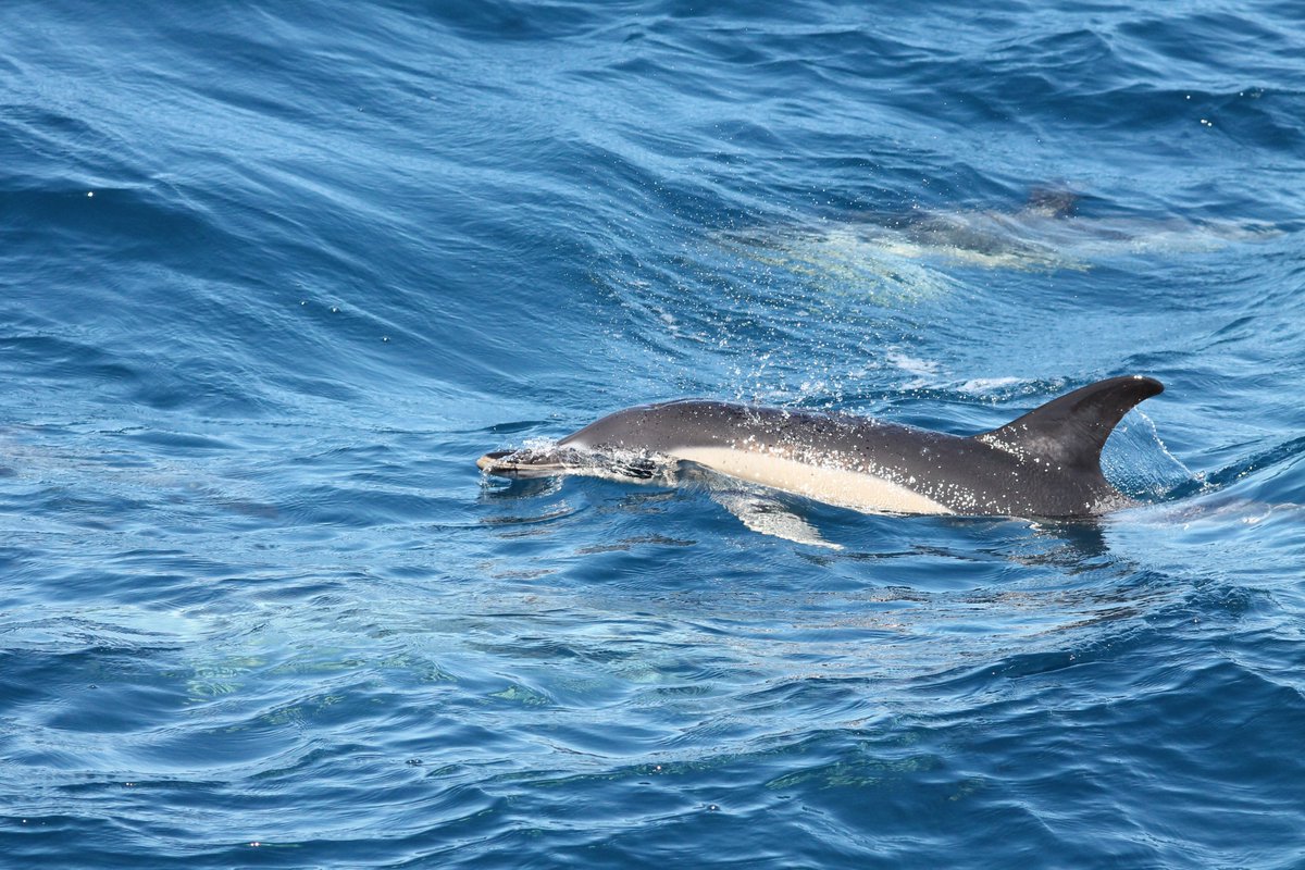 JNCC_UK's tweet photo. Interested in the conservation of marine mammals? #WeAreHiring a Senior Marine Mammal Adviser https://t.co/0vrAOwEsiW to help contribute technical expertise to external research and policy programmes. Closing date is Sunday 27 Aug 2023 #Marine #Biodiversity #JobOpportunity https://t.co/9lIumBQGID