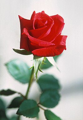 krannoot's tweet photo. Van sommige herinneringen ( pijnlijk of mooi) weet ik nog precies waar ik was toen ik de mededeling vernam, zo ook bij het overlijden van deze prachtige ‘vrouw’ en ‘zangeres’ deze week al 39 jaar geleden! #AnnChristy ❤️#DeRoos❤️ https://t.co/6xeyx317lq