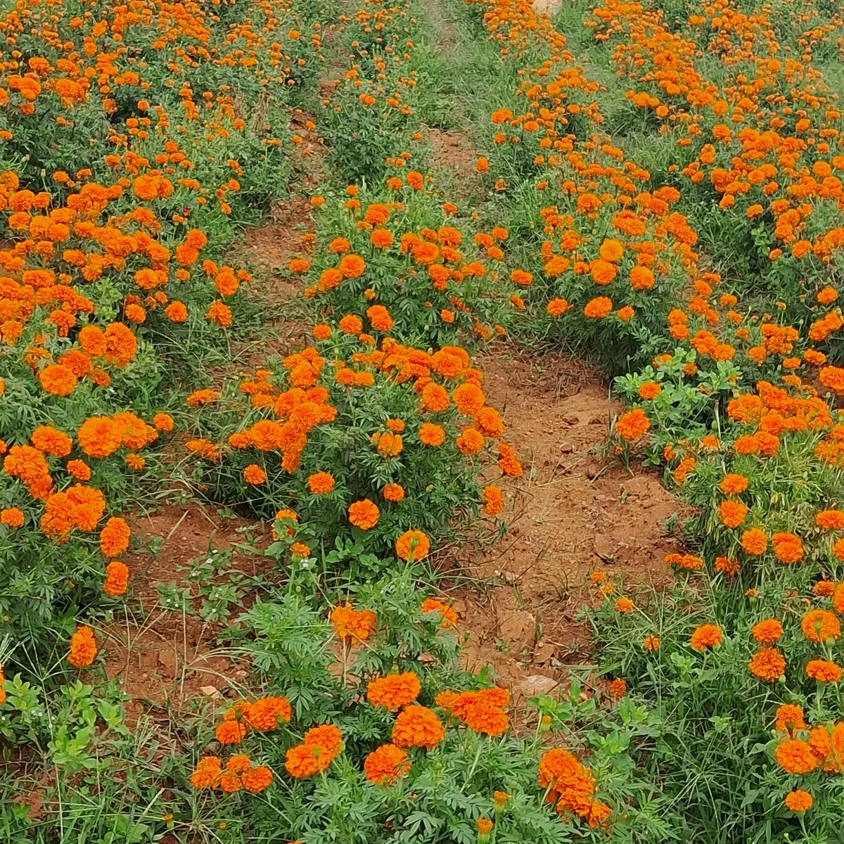 _bloomsandbuds_'s tweet photo. MARI GOLD 

#marigold
#onamflowers
#bloomsandbuds #bloomsandbudsflora #flowerwholesalers #flowerwholesalerkerala #flowers #freshflowers #flora #cutflowers #floralvibes #flowerfarm #fowerfarmer #naturalflowers #floralhub #savefarmers #growers #importedflowers #farmtoyou https://t.co/vOrCQzTBs6