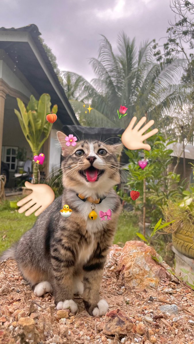 Happy international cat day 💖