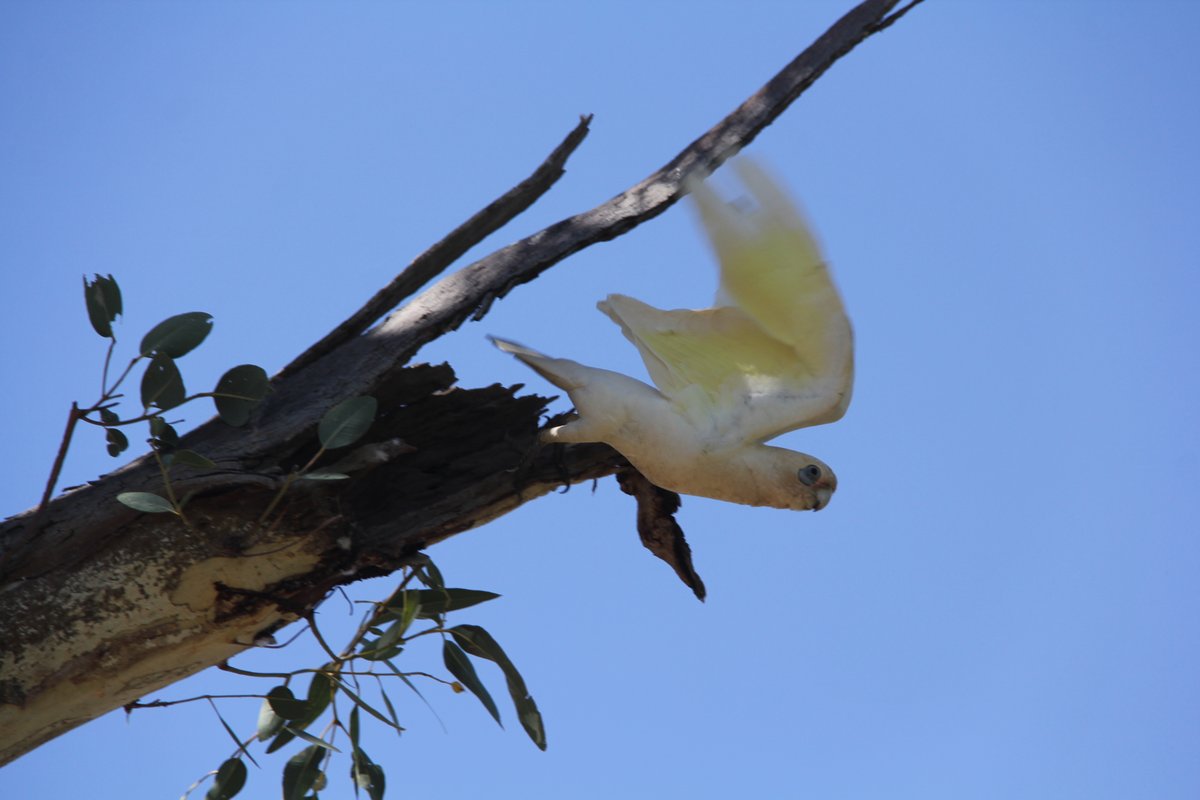 AridLandsEC's tweet photo. When you want to hang at home with your pal, but the NT Gov and Feds are trying to greenwash Beetaloo, Barossa and Middle Arm as 'sustainable', you know it is time to mobilise and organise.
📷Little corella in a river red gum hollow in Iytwelepenty /Davenport Ranges National Park https://t.co/fh1ppI6jvp