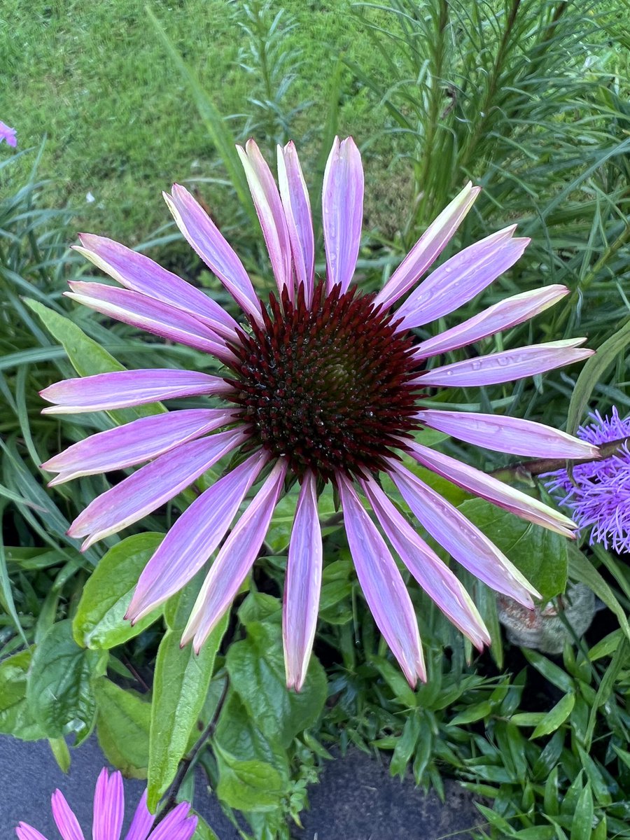 R40JTR's tweet photo. Echinacea 🩷💜🩷 #GardeningTwitter #tuesdayvibe https://t.co/Etoq3nBDHe