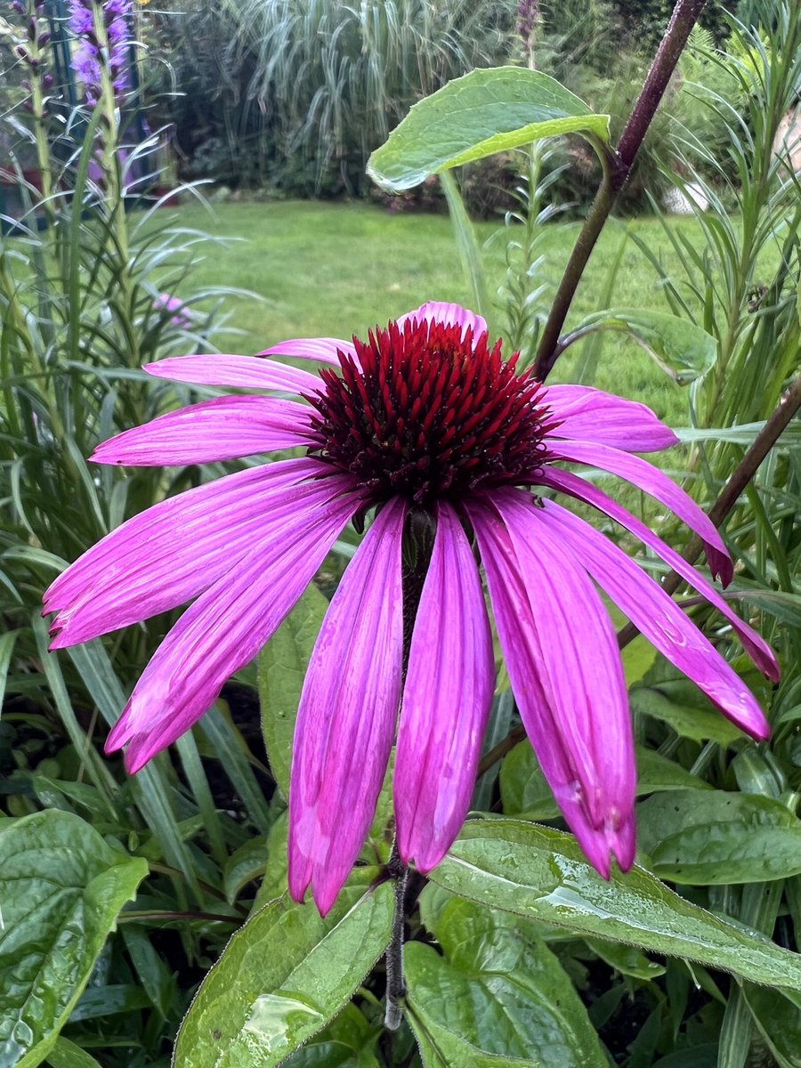 R40JTR's tweet photo. Echinacea 🩷💜🩷 #GardeningTwitter #tuesdayvibe https://t.co/Etoq3nBDHe