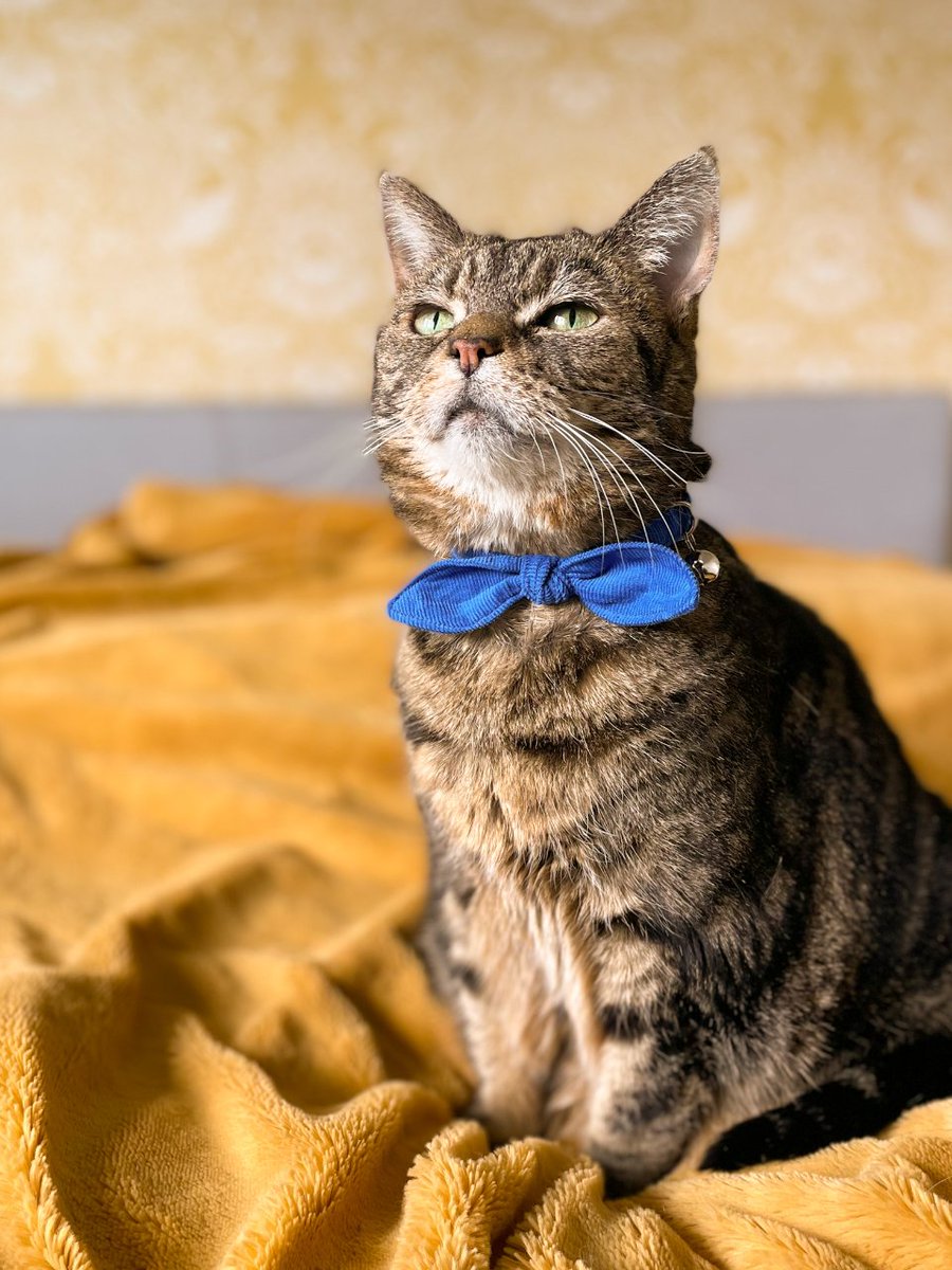 Poppycat (she's smiling on the inside, promise! 😂) would like to wish you all a very happy International Cat Day! 🐾

Share a photo of your cat below! 👇

#internationalcatday