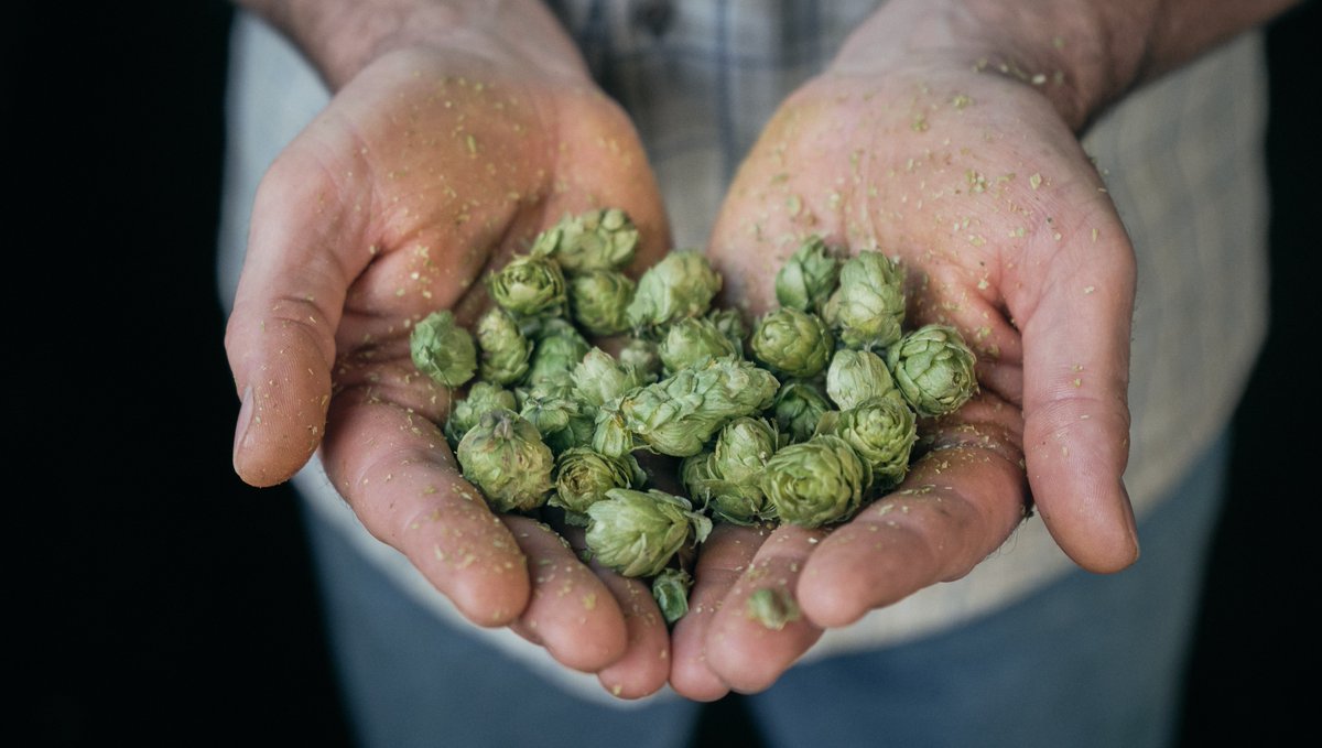 Our hops are more than just brewing ingredients; they're a testament to our passion for quality and craftsmanship. We want you to have the best hops possible for a perfect brew, and they are available here: stocksfarm.net/shop #homebrewhops #britishhops #hops #freshfromfarm