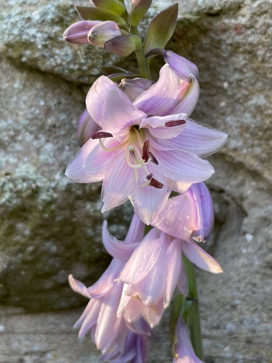 johnplant60's tweet photo. This is our Hosta with an unusual Japanese name 謙耀基蓮. Hosta Ki-ren Jyaki. It was developed by Mr. Fukatsu-san in Japan, this totally unique hosta produces fully double, pale lavender blooms. Hopefully these flowers will open up a little more with a few days of warm weather. https://t.co/YBGk0iu5R1