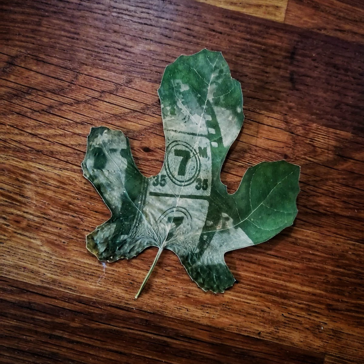 Jugando con viejos proyectores de 𝗰𝗶𝗻𝗲, 𝗽𝗹𝗮𝗻𝘁𝗮𝘀 y 𝗳𝗼𝘁𝗼𝗴𝗿𝗮𝗳𝗶́𝗮.