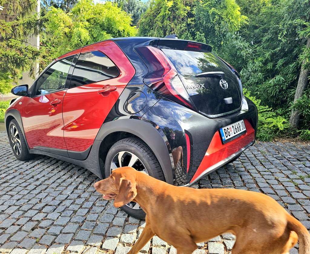 LidijaPiroski's tweet image. U #bašta rodila #Toyota #Aygo 

Nekako, sve su mi draži mali gradski automobili sa puno komfora i opreme u njima. 
Pre nije bilo tako 😉

Pas Oto od zore dežura pored auta, ne bi li bio prvi koji će da ga testira.