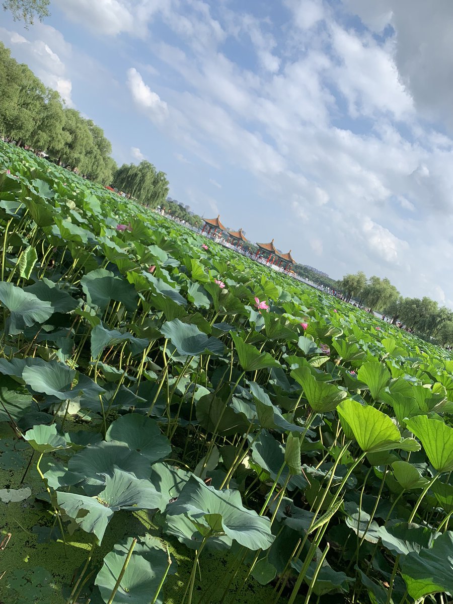 秋花冒绿水，密叶罗青烟。
#长春