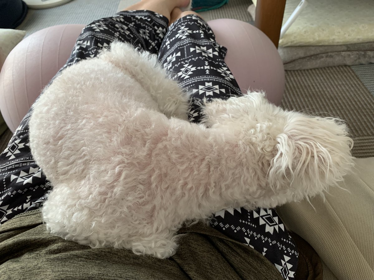 wanwantyoiage's tweet photo. 「どうしてお腹の上が良いかって？」

僕たち、ワンコによくある質問やね

人間は「リラックス」「安心感」「温かい」から
じゃないって、言ってるけどさー、
ほんとのこと、言っちゃうよー！

「だって飼い主が僕のお腹の下にくるんだもん！」

＃ここ掘れわんわん ＃わんわん ＃チョイあげ ＃ペロQ https://t.co/m9P6Y8iO7l
