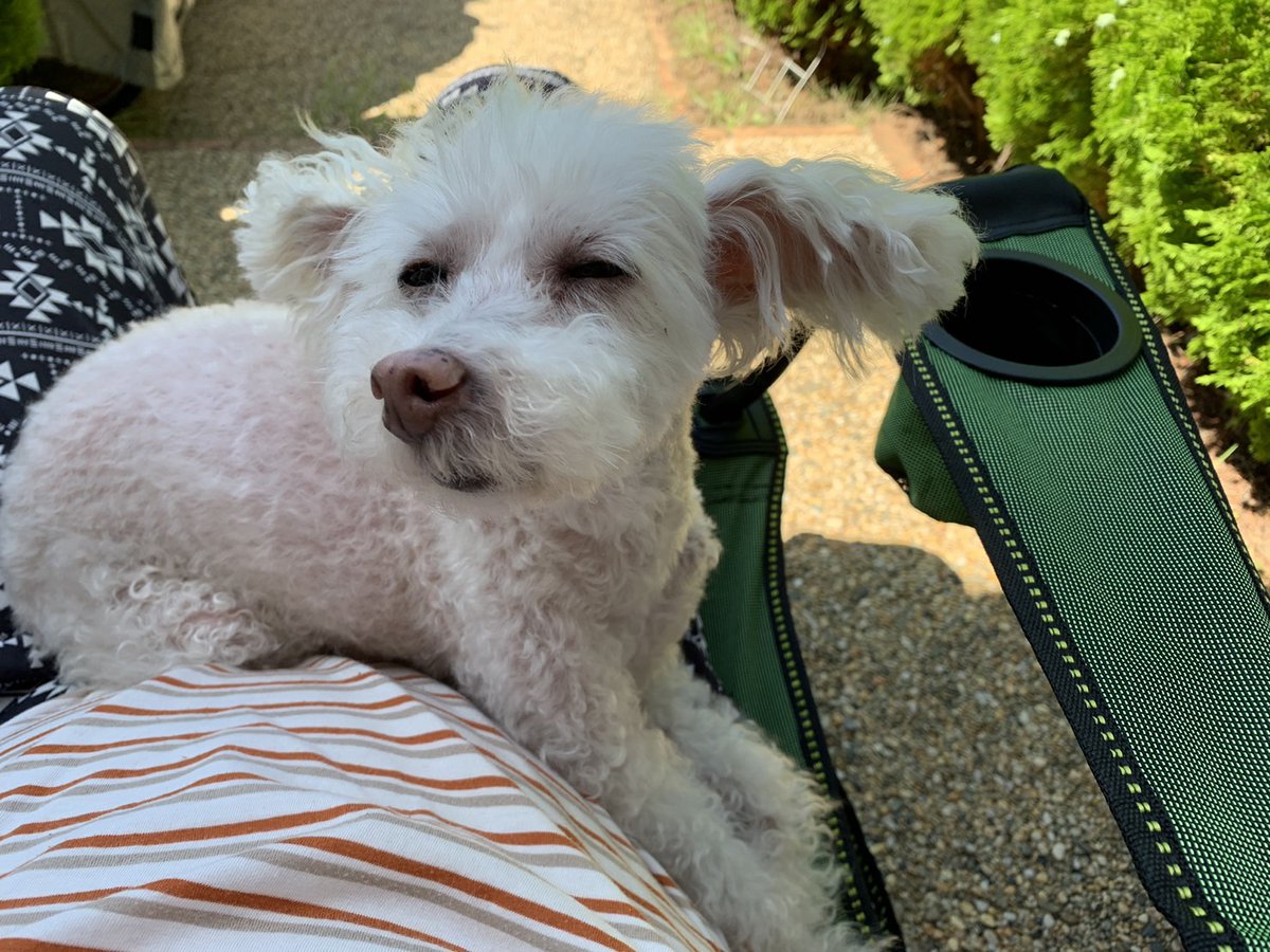 wanwantyoiage's tweet photo. 「どうしてお腹の上が良いかって？」

僕たち、ワンコによくある質問やね

人間は「リラックス」「安心感」「温かい」から
じゃないって、言ってるけどさー、
ほんとのこと、言っちゃうよー！

「だって飼い主が僕のお腹の下にくるんだもん！」

＃ここ掘れわんわん ＃わんわん ＃チョイあげ ＃ペロQ https://t.co/m9P6Y8iO7l