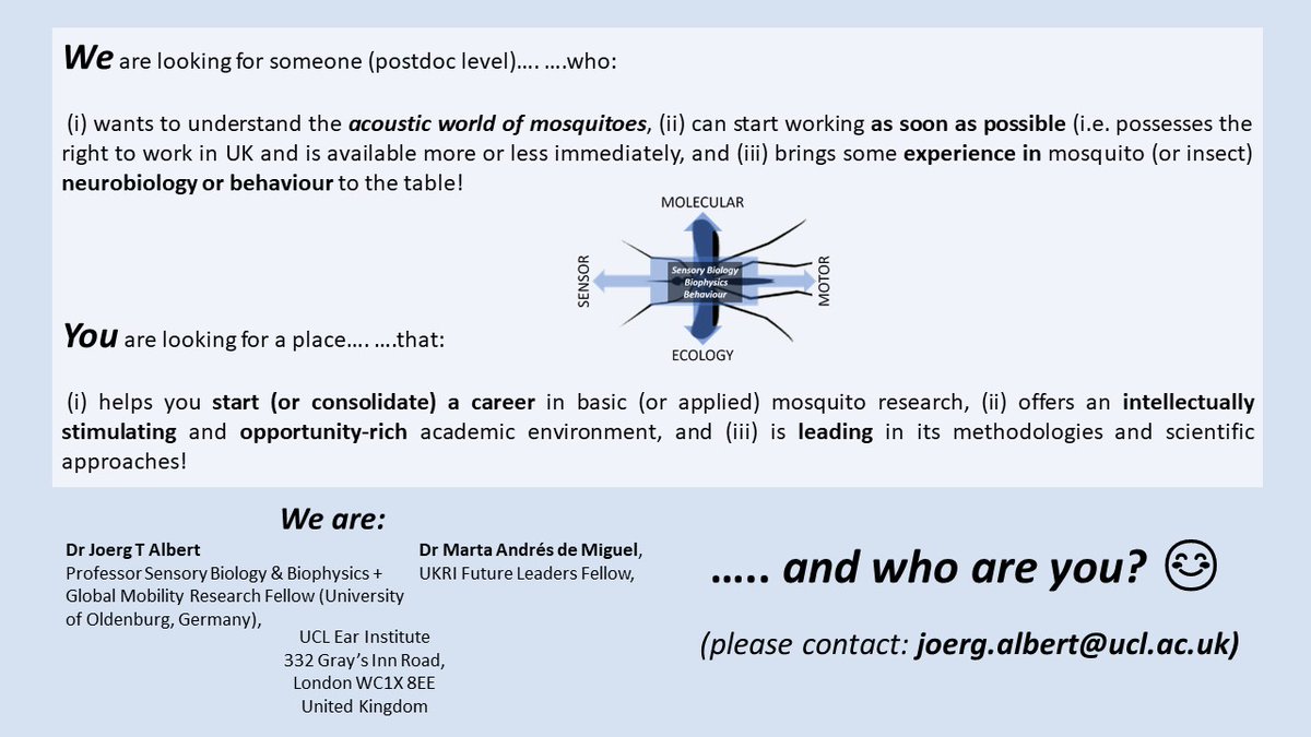 Interested in auditory behaviours in disease-transmitting mosquitoes? Check out this postdoc opportunity to work with us at UCL Ear Institute!