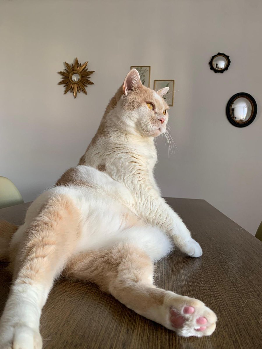 FilouIsidore's tweet image. Bajourrr aujourd'hui c'est notre jour à nous les chats, les botey... Bonne journée à nous tous. Ja suis trop beau là non ? Bisounez à toussss. Isidore cé moi.