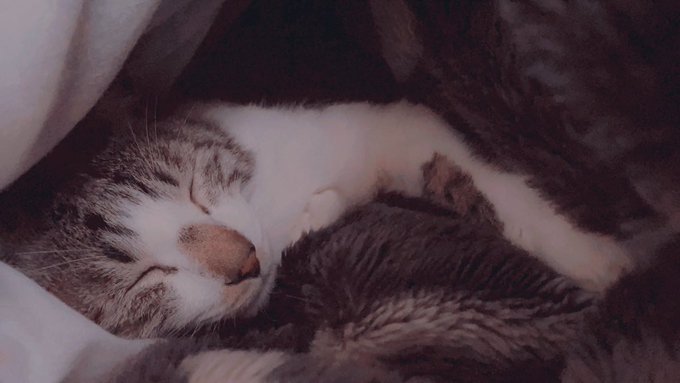 「世界猫の日」のTwitter画像/イラスト(人気順)｜4ページ目)