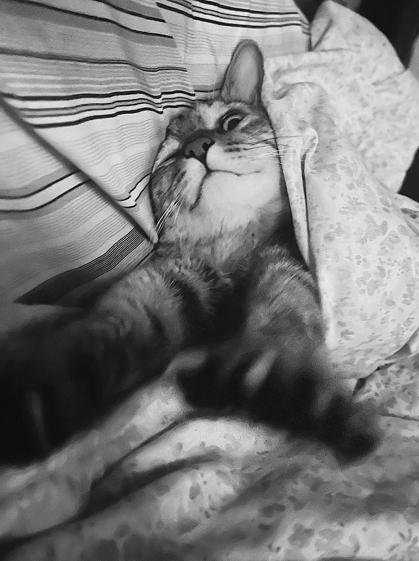 inkthink's tweet photo. Oh to be a cat in this weather. https://t.co/RgQ4jkAQMJ