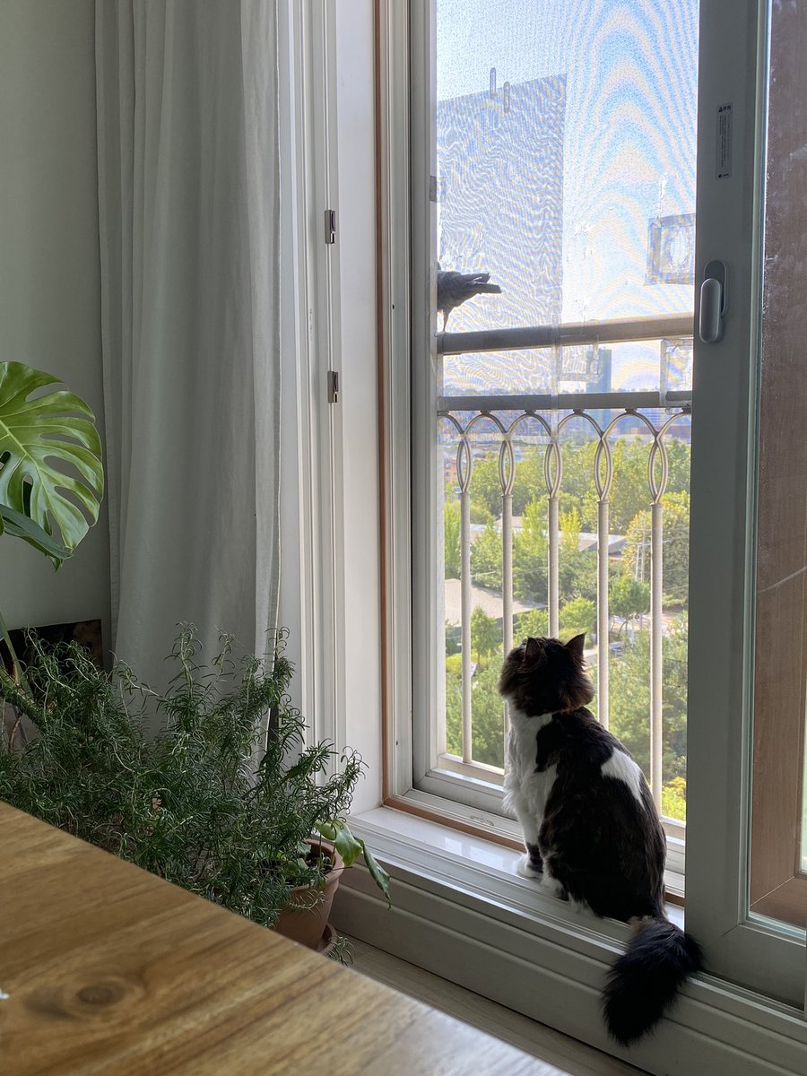 세상 고양이들 다 건강하고 행복하길. 길에 사는 친구들이 더위를 잘 이겨낼 수 있길. 사자와 호랑이와 표범을 햇빛 한 줌 안 드는 방에 가둔 동물원이 없어지길. #세계고양이의날