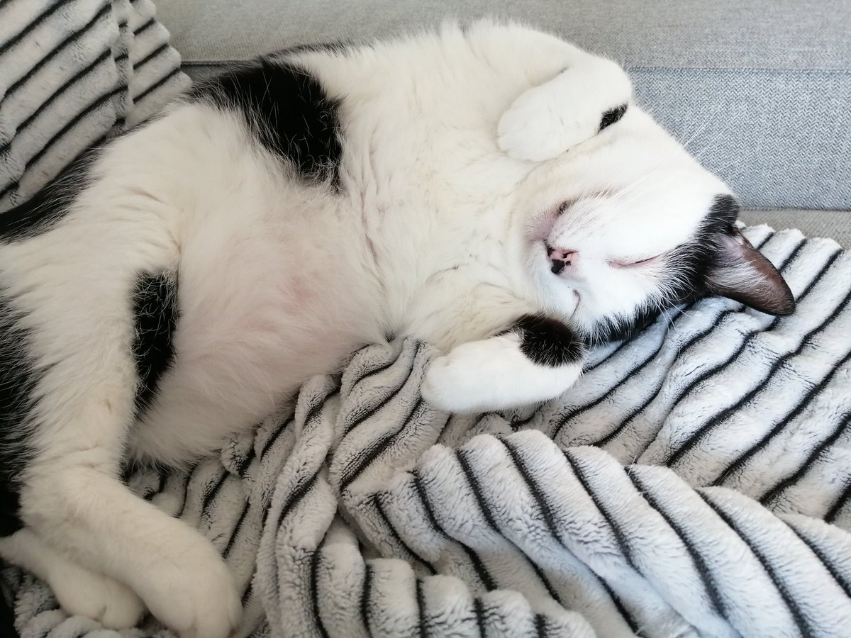 FilouIsidore's tweet image. Pareil, bonne journée des chats à nous. ❤️