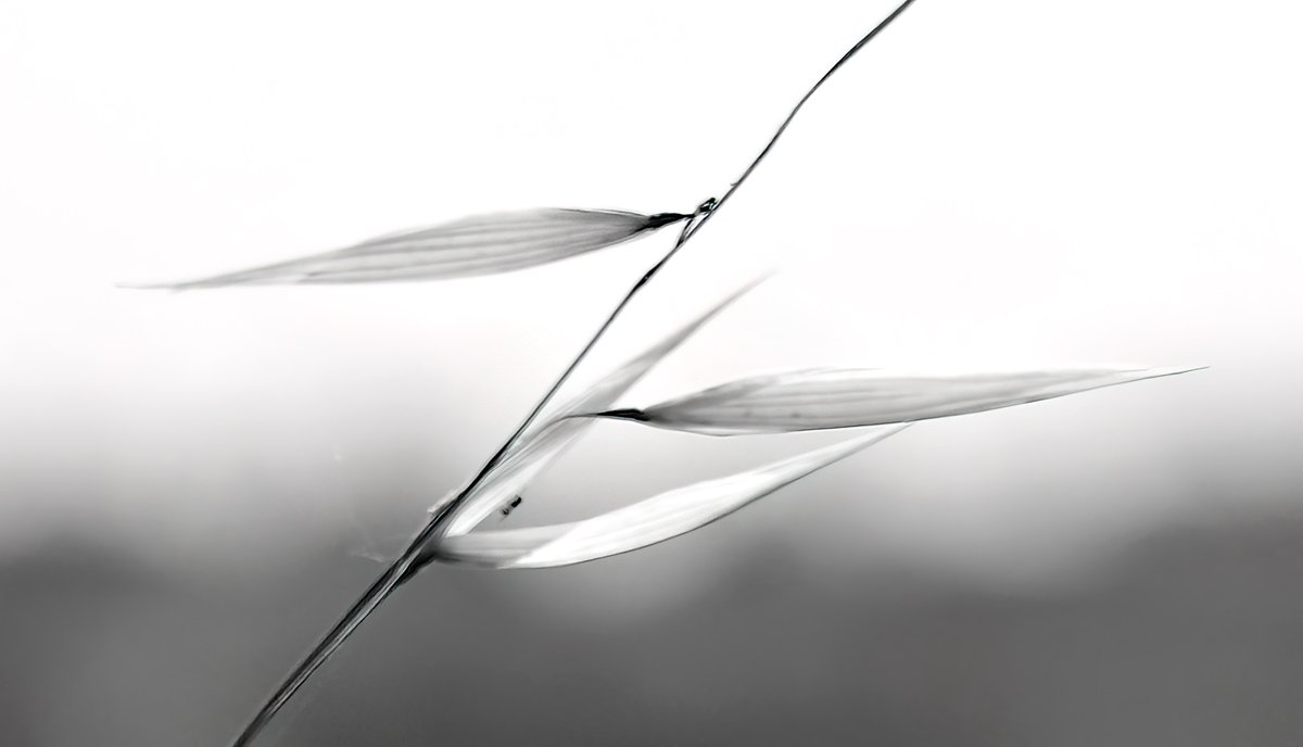 Rino Giardiello tweet media