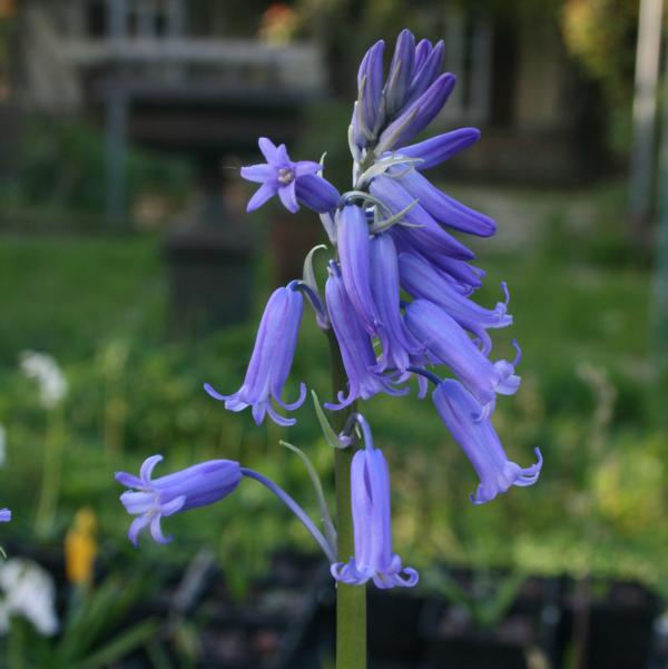 BulborumRoland's tweet photo. Bluebell True Specie (Not H. hispanica or x massartiana)
@JohanvScheepen
#hyacinthoidesnonscripta #bluebells #flowerbulbs #garden #flower #gardening #flowers #gardeningtwitter #plants
My bulb collection: https://t.co/tSQBG9J2IA
My True Bluebell collection: https://t.co/sAePb7ftD4 https://t.co/EGcqzvMEGT